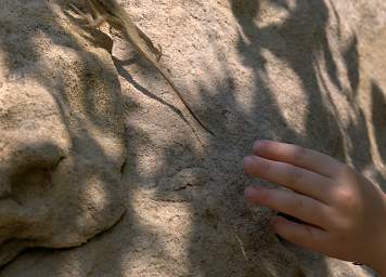 Xxx Lizard