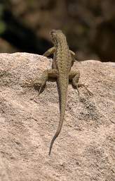 Xxx Lizard