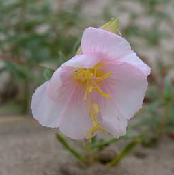 Flower Xxx White Pink