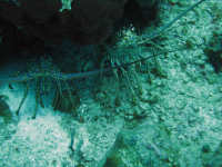 Lobster