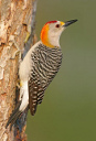 Golden Fronted Woodpecker