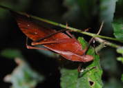 Cricket