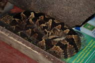 Jumping Viper, maybe