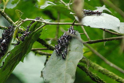 Bugs