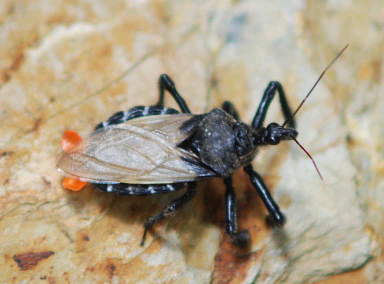 Xxx Bug