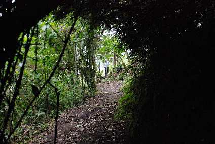 Shrub Tunnel
