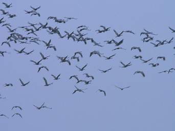The Sky Filled with Cranes