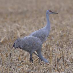 Cranes Loading Up 