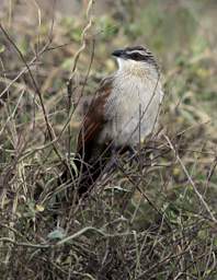 White Browed Coucal