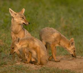 Golden Jackals