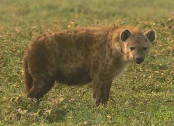 Spotted Hyena