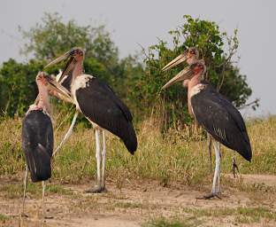 Tarangire NP Bird Maribou Stork
