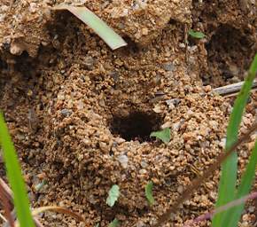 Copalinga Leafcutter Ant Mound