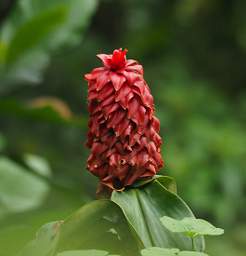 Flower Xxx Red