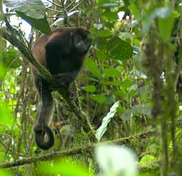 Umbrellabird Howler Monkey