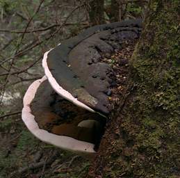 Alps Mushroom