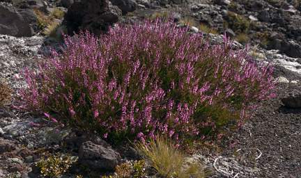 Tongariro Heather