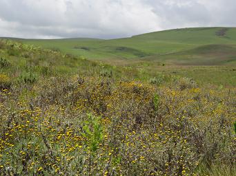 Kitulo