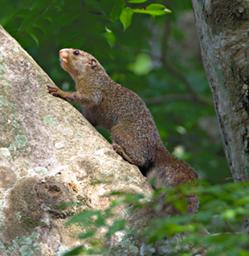Udzungwa Mts Squirrel