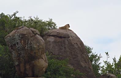 Walk Safari Lioness