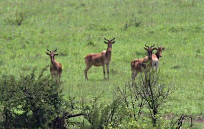Walk Safari Hartebeest