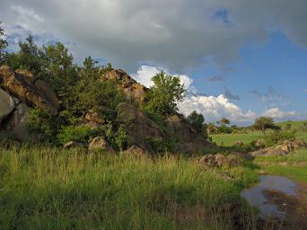 Walk Safari