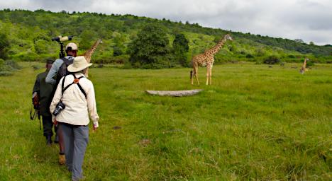 Arusha NP Giraffe