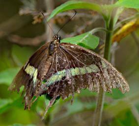 Arusha NP Butterfly Xxx