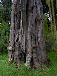 Arusha NP Strangler Figs