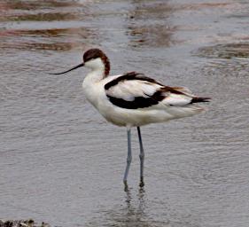 Arusha NP Bird Pied Avocet