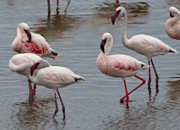 Arusha NP Bird Lesser Flamingo