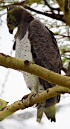 Arusha NP Bird Martial Eagle