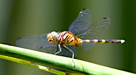 Kiota Dragonfly Xxx