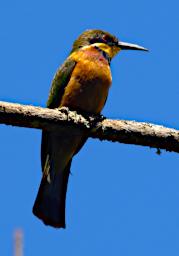 Mambo View Pt Bird Cinnamon Chested Bee Eater