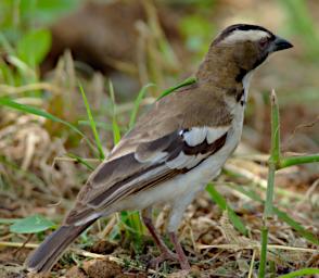 White Browed Sparrow Weaver