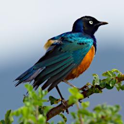 Superb Starling