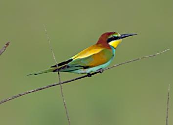 European Bee Eater