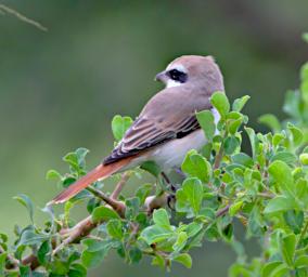 Isabelline Shrike