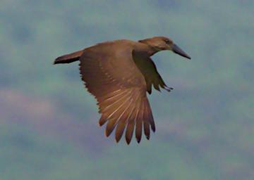 Hamerkop