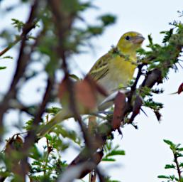Bird Xxx White Bellied Canary
