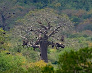 Mkomazi Tree