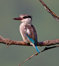 Striped Kingfisher
