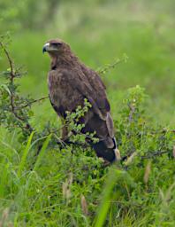 Bird Wahlbergs Eagle