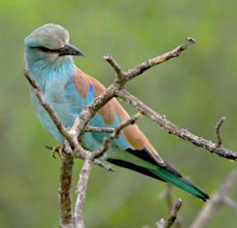 European Roller