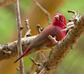 Red Billed Firefinch
