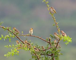 Bird Xxx