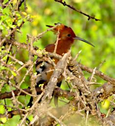 African Hoopoe