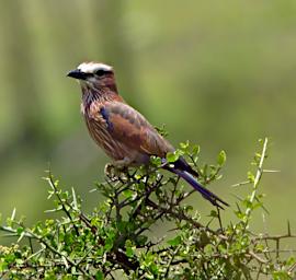 Purple Roller