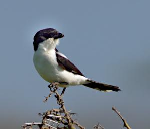 Taita Fiscal Shrike