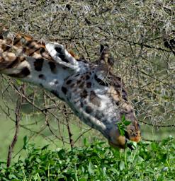 Ndutu Giraffe